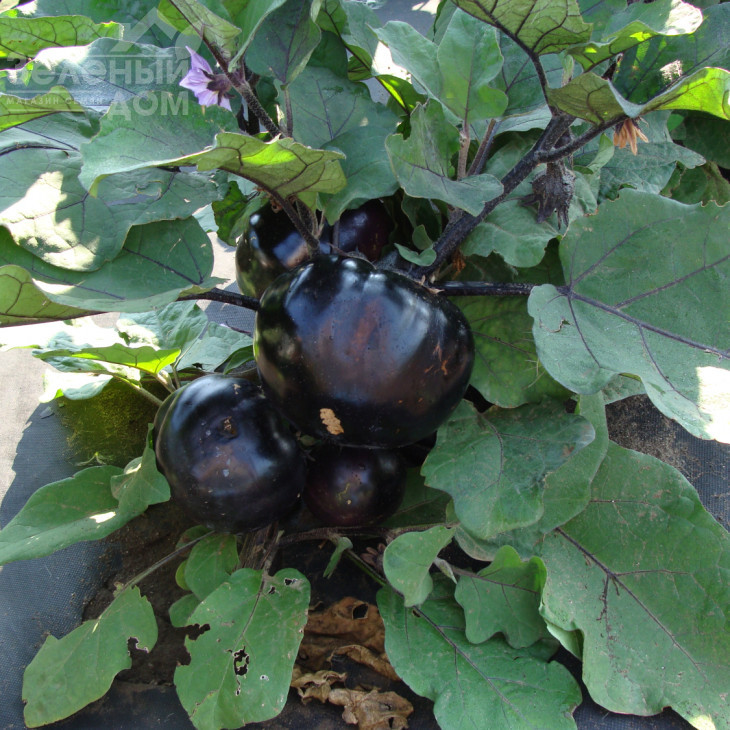 Лаура / Laura,100-110 днів фото 1