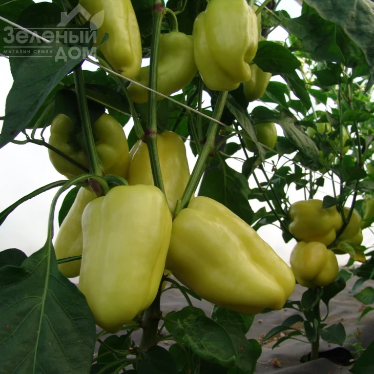 Цитрина F1 / Tsitrina F1 фото 1