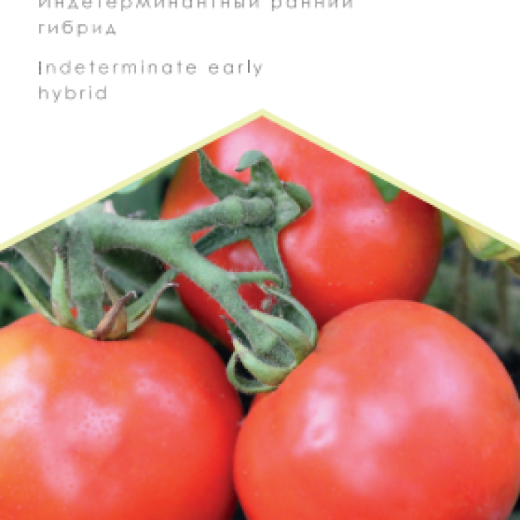 Кармеліта F1 / Karmelita F1 фото 1