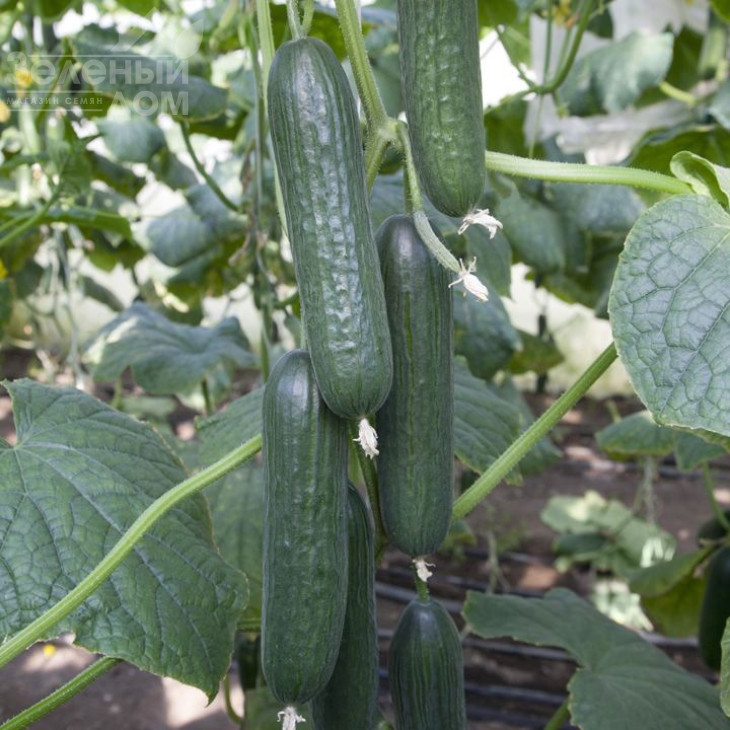 КС 930 F1 / KS 930 F1,45-50 днів фото 1