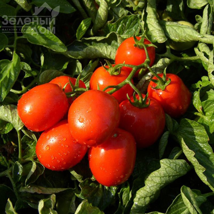 Тревіс F1 / Trevis F1 фото 1