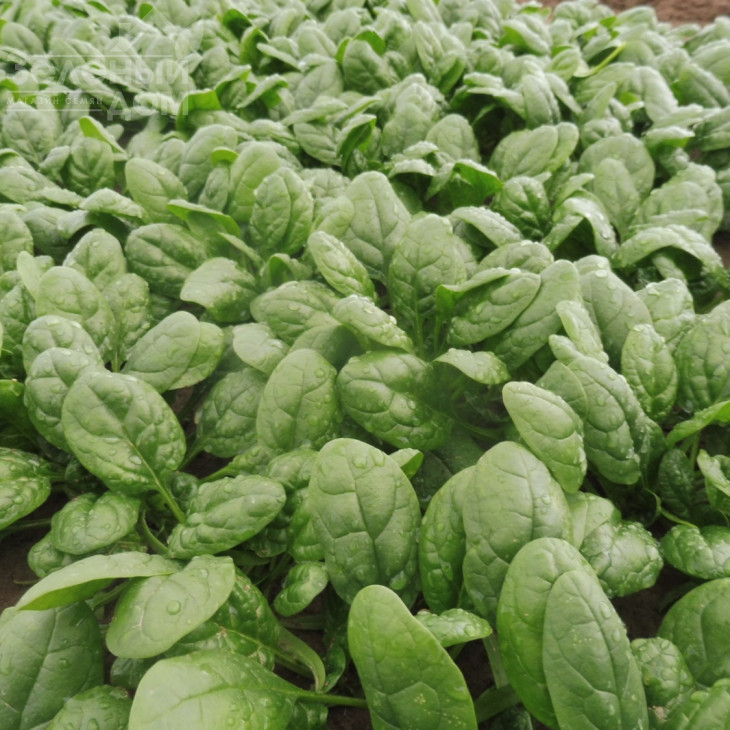 Тундра F1 / Tundra F1 фото 2