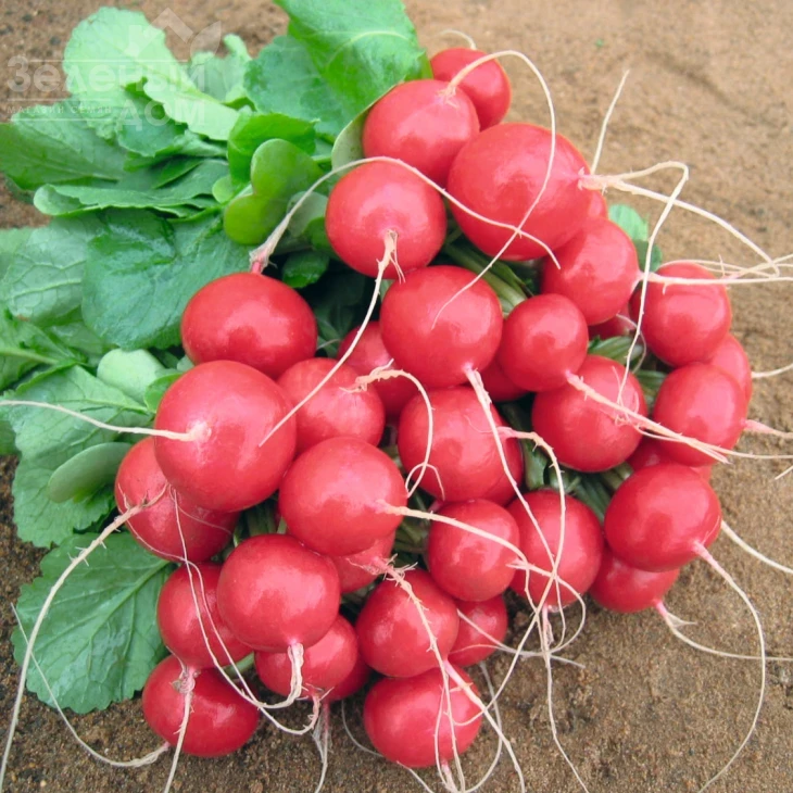 Ролекс F1 / Rolex F1,25-30 дней фото 2