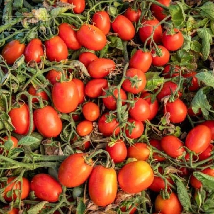 1301 F1 / 1301 F1 фото 2