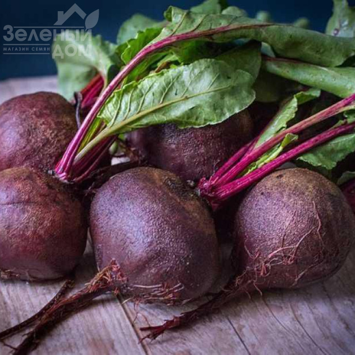 Детройт Дарк Ред / Detroit Dark Red, 55-57 днів фото 1