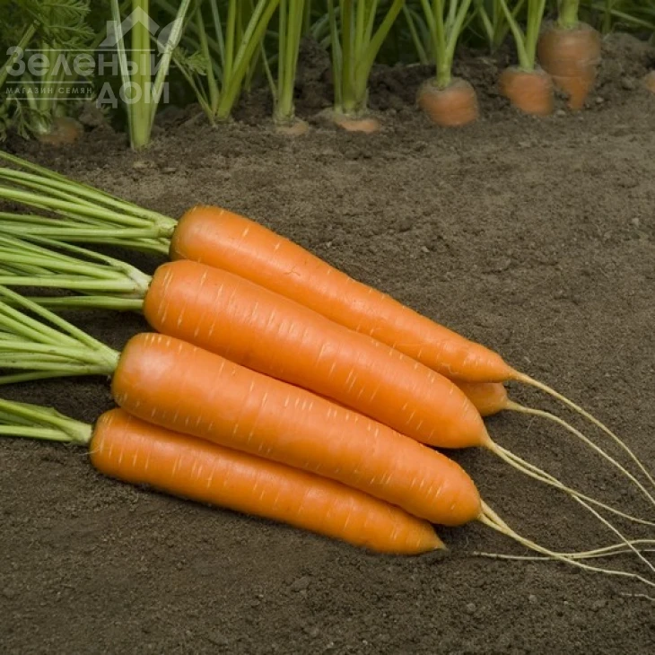 Монанта / Monanta,90-100 дней фото 1