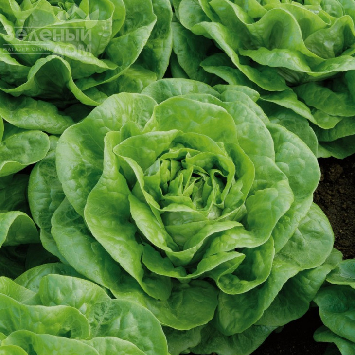 Брайтон / Brighton фото 1