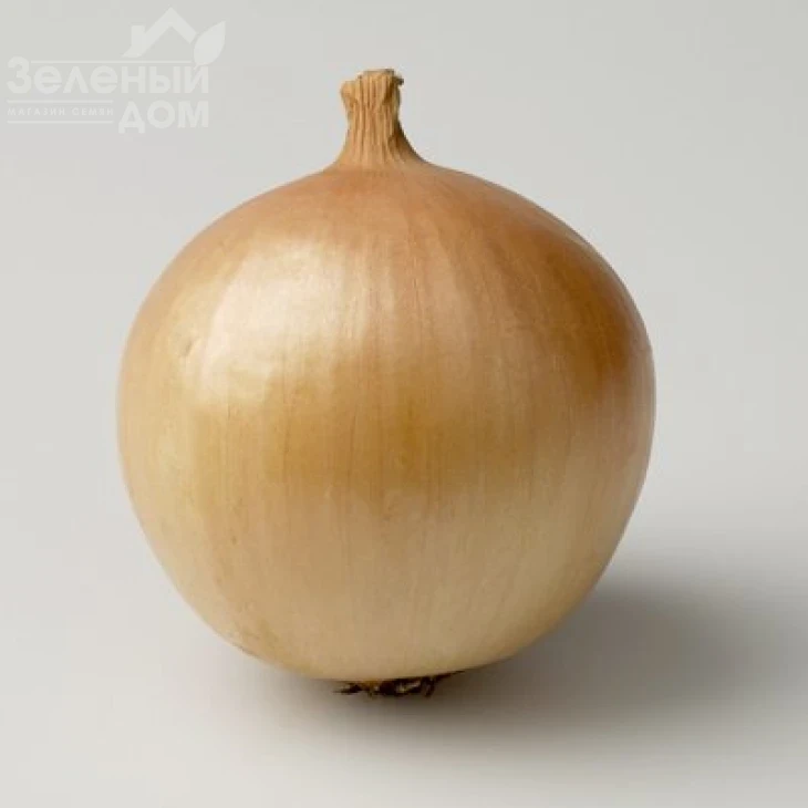 Франциско / Franzisko,110 дней фото 1