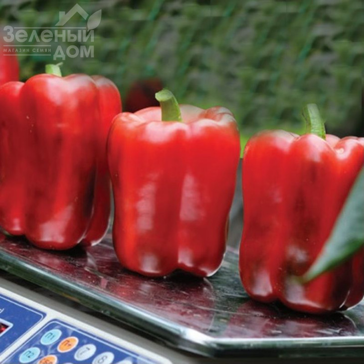 Ангус F1 / Angus F1,60-65 днів фото 2