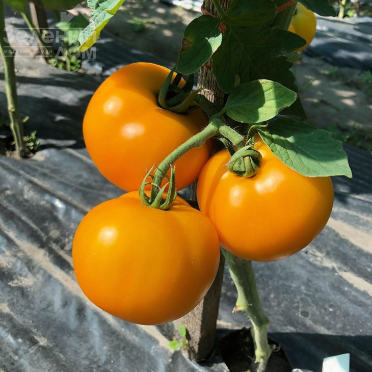 Єллоу Болл F1 / Yellow Ball F1,100 днів фото 1