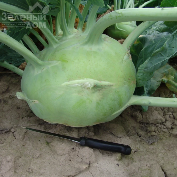 Гигант / Gigant,130-150 дней фото 2