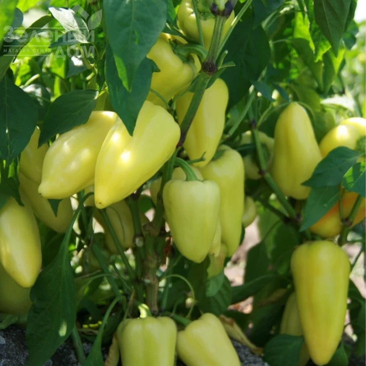 Лотта F1 / Lotta F1 фото 1