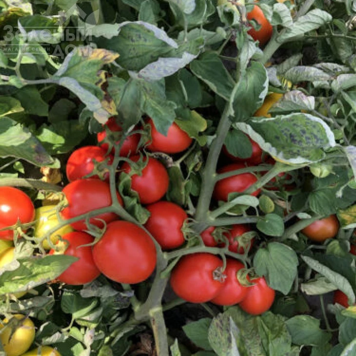 9969 F1 / 9969 F1, 105 дней фото 5