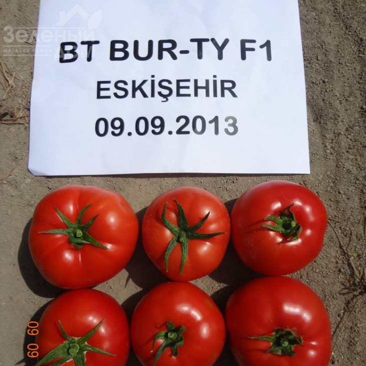 Бурті F1 / Burti F1,70-75 днів фото 2