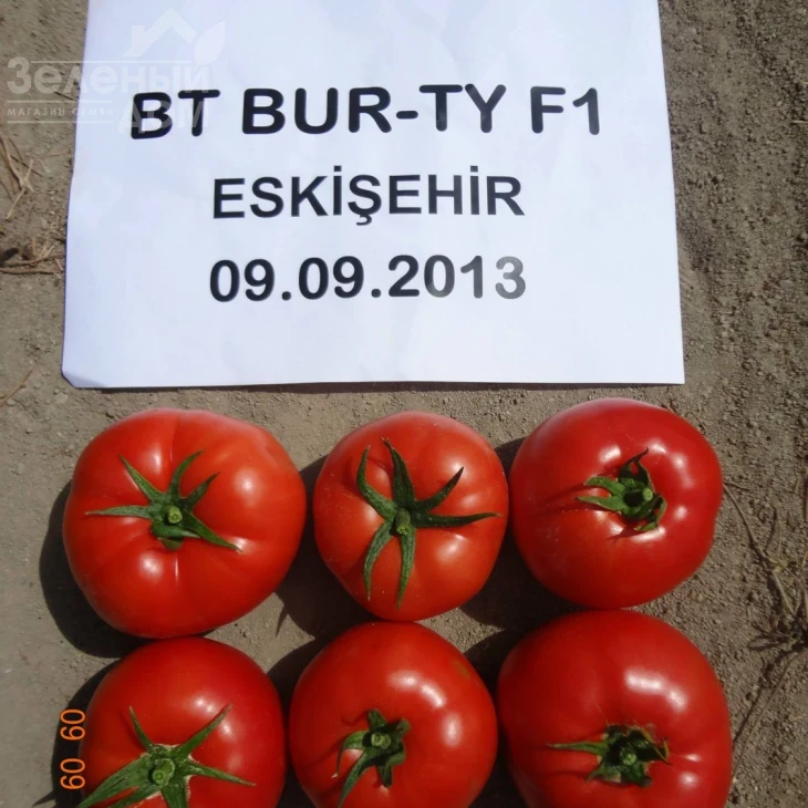 Бурті F1 / Burti F1, 70-75 днів фото 2