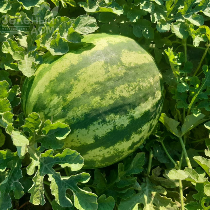 Ау Продюсер / AU Producer, 70-75 днів фото 4