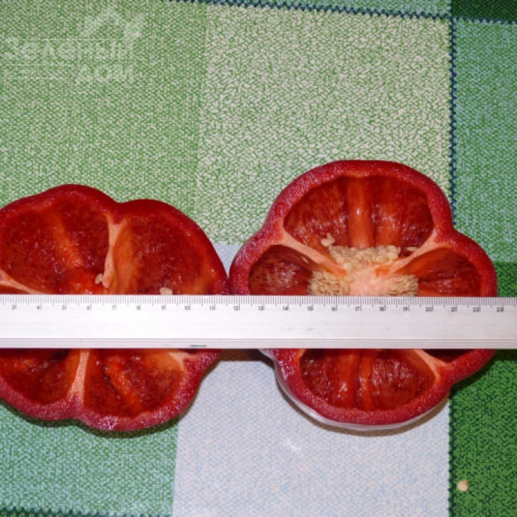 Бихар F1 / Bihar F1,75 дней фото 2