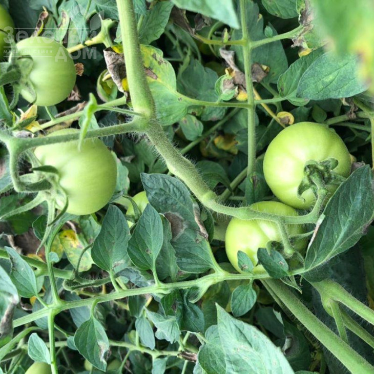 Арнольд (INX 1577) F1 / Arnold (INX 1577) F1,95-100 днів фото 4