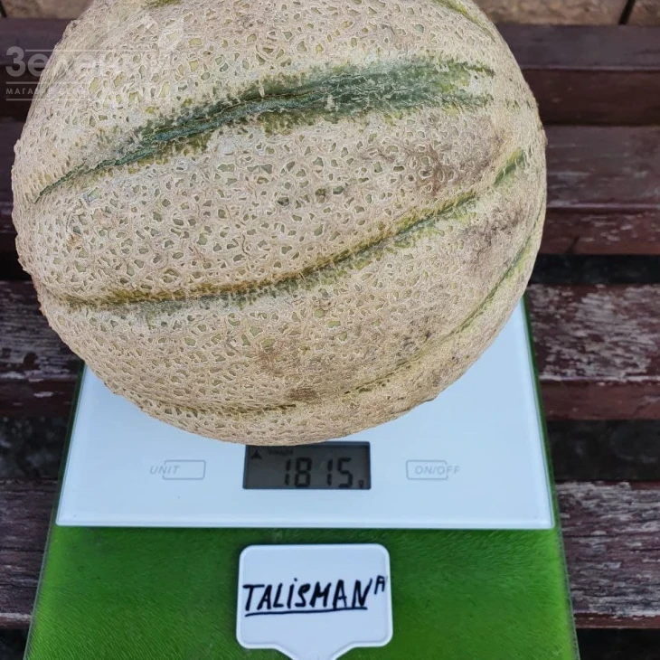 Талисман F1 / Talisman F1 фото 3