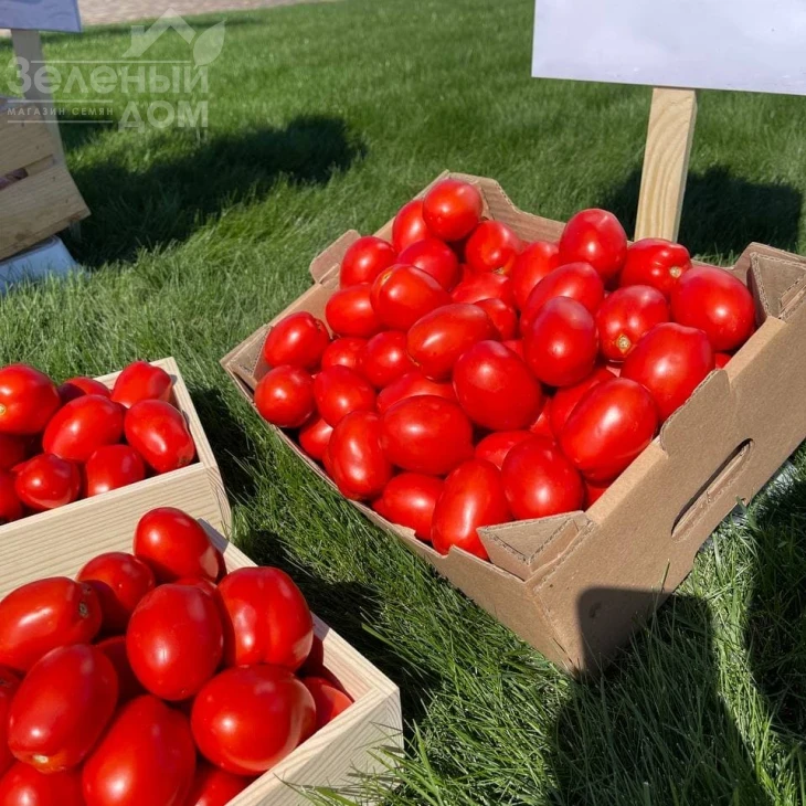 Кендрас F1 / Kendras F1,110--115 дней фото 3