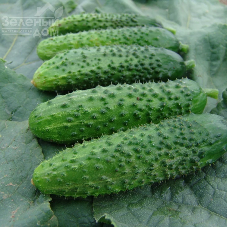 Алое F1 / Aloje F1 фото 1