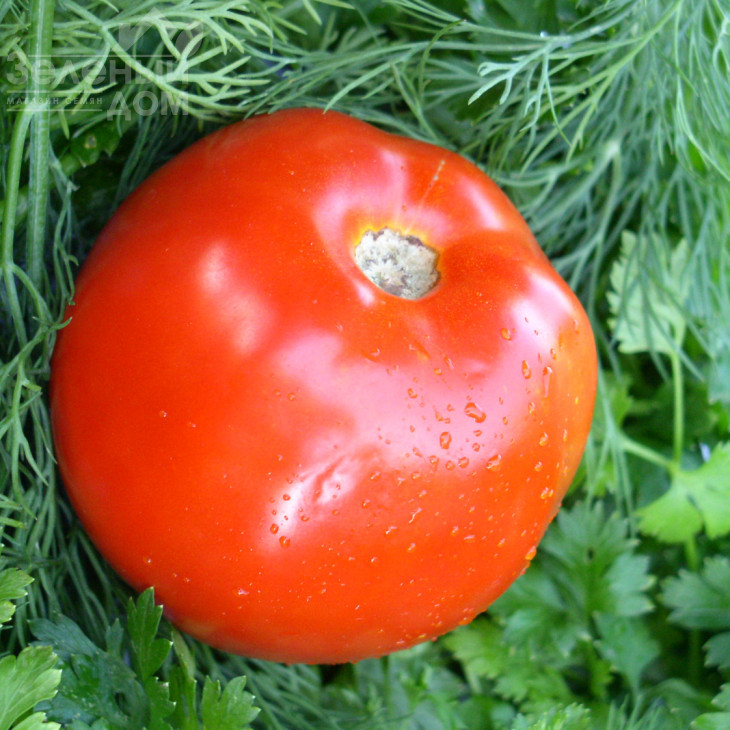 Катюша Нова F1 / Katiusha Nova F1, 80-85 днів фото 1