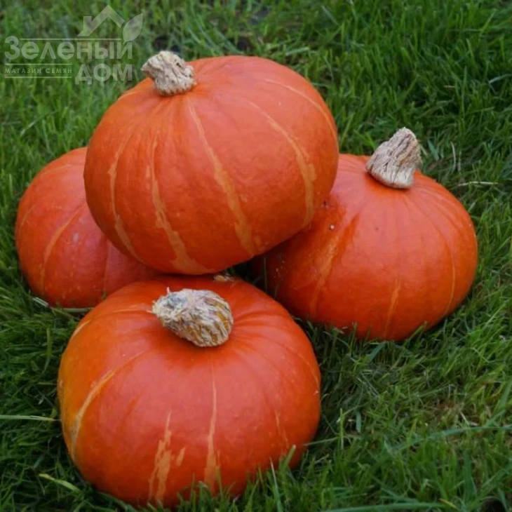 Брайт Саммер F1 / Bright Summer F1,75-80 дней фото 2