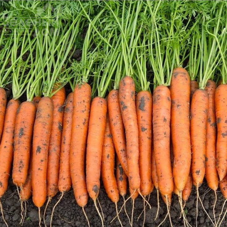 Карвора F1 / Carvora F1,95-105 днів фото 1