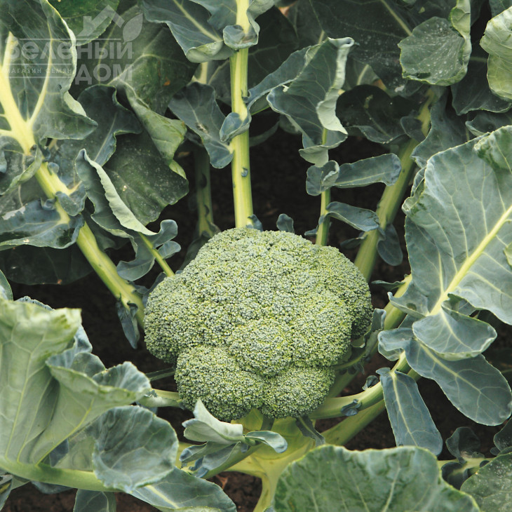 Баторі F1 / Batory F1,70-75 днів фото 2