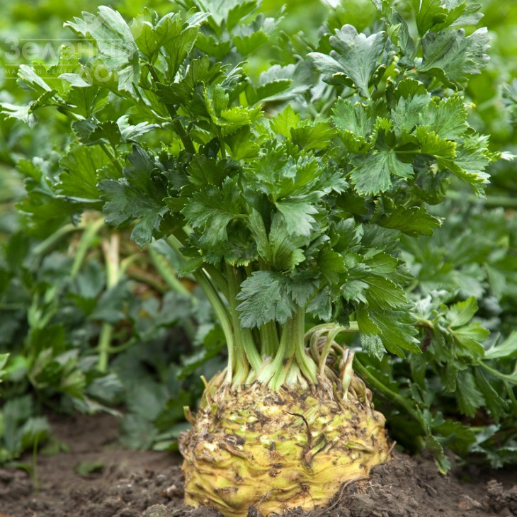 Президент / Presiden,130 днів фото 1