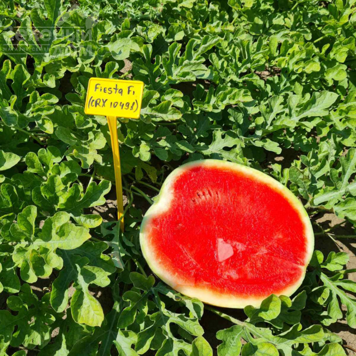 Фієста F1 /  Fiesta F1 (CRX 10491), 55 днів фото 1