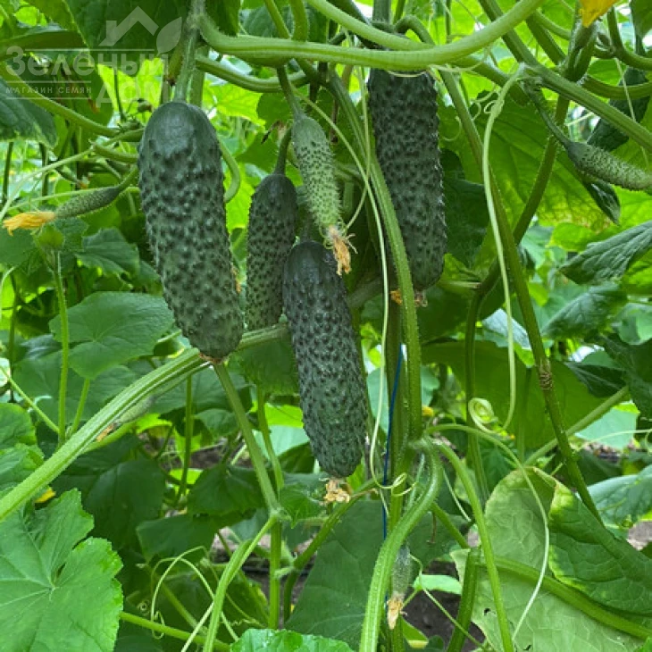 Эльвинара F1 / Elvinara F1 фото 2