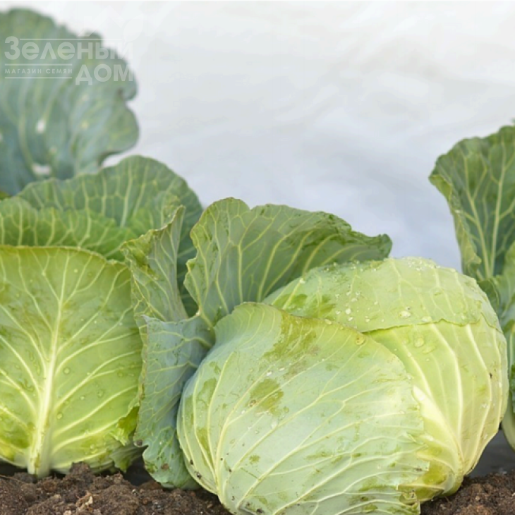 Джеді Грін F1 / Dzhedi Hrin F1 фото 1