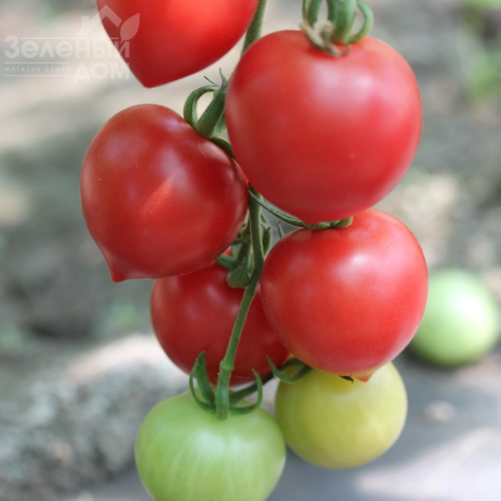 Малинова крапель F1 / Malinovaya kapel' F1, 80-85 днів фото 1