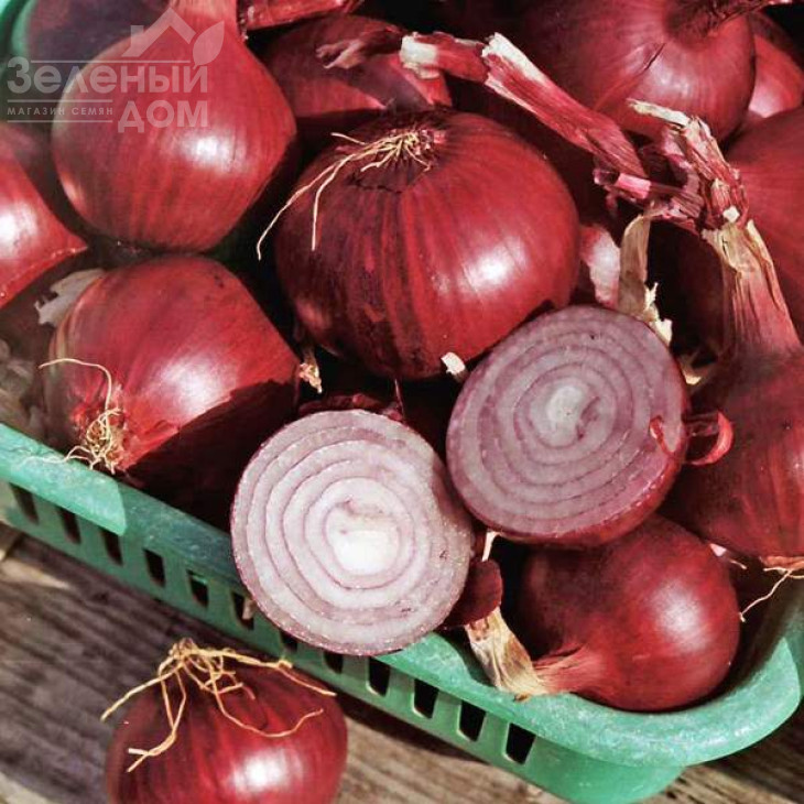 Ред Барон / Red Baron ,120-130 днів фото 3