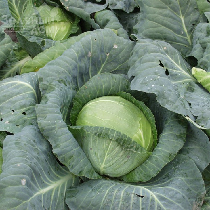 Кубок F1 / Kubok F1,85-90 днів фото 2