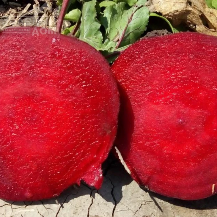 Детройт / Detroit, 75-90 дней фото 1