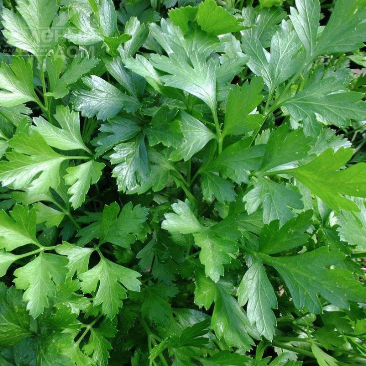 Гіганте Італія / Gigante Italia фото 1