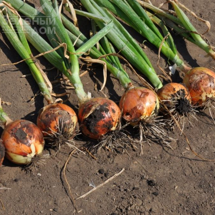 Голд Стар F1 / Gold Star F1, 120-125 днів фото 5