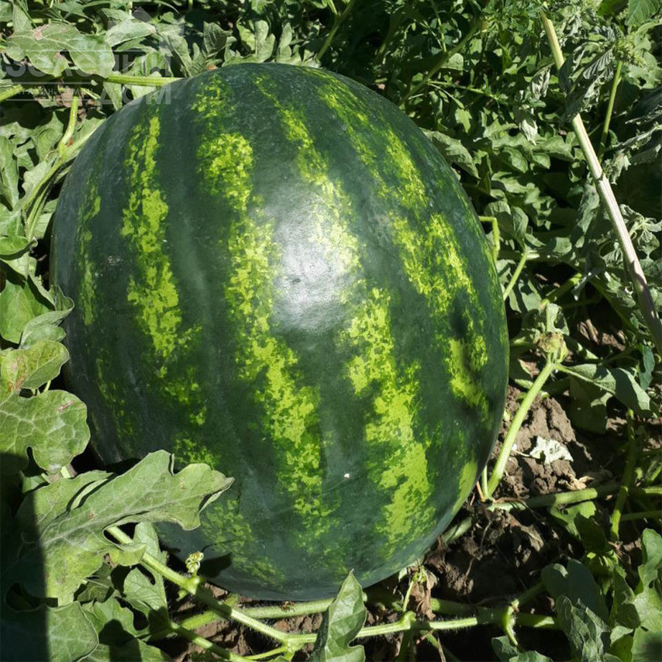 Бонта F1 / Bonta F1, 60-65 днів фото 1