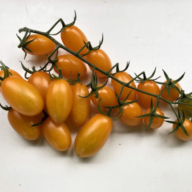 Миникин F1 / Minikin F1, 100 дней фото 1