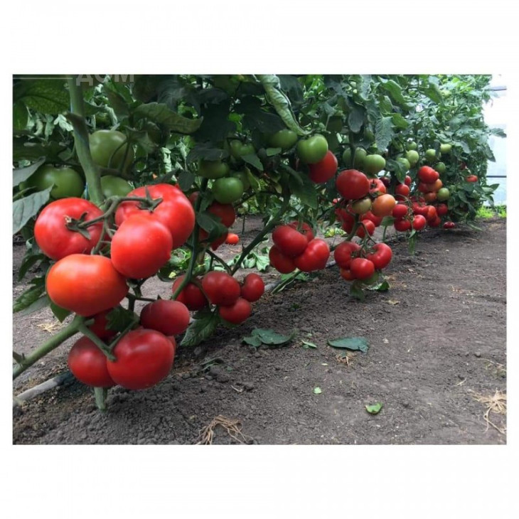 Саймон F1 / Saimon F1 фото 1