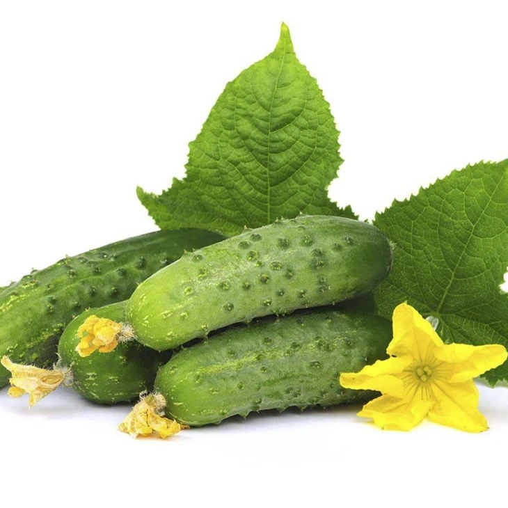 Баронет F1 / Baronet F1,35-40 дней фото 1