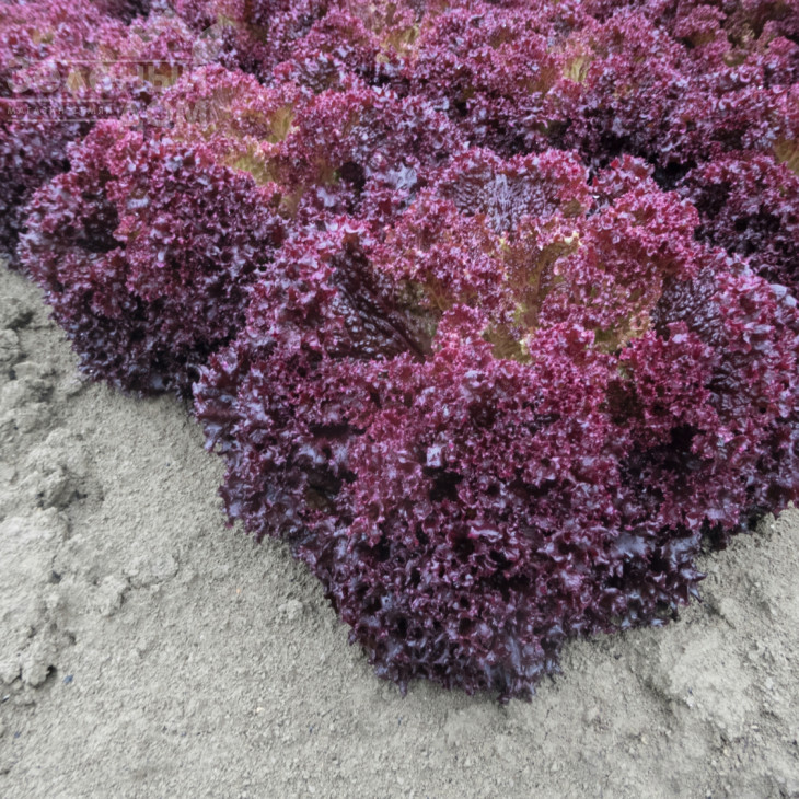 Солос / Solos,40-45 днів фото 3