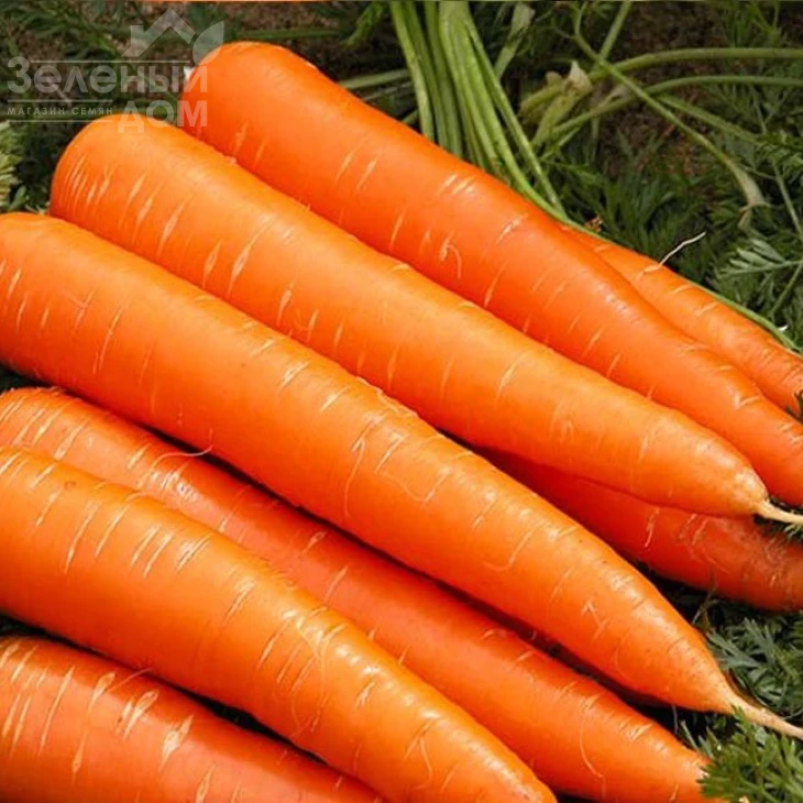 Франсис / Fransis,140-150 дней фото 1