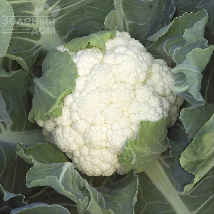 Опал / Opaal,55-60 дней фото 2