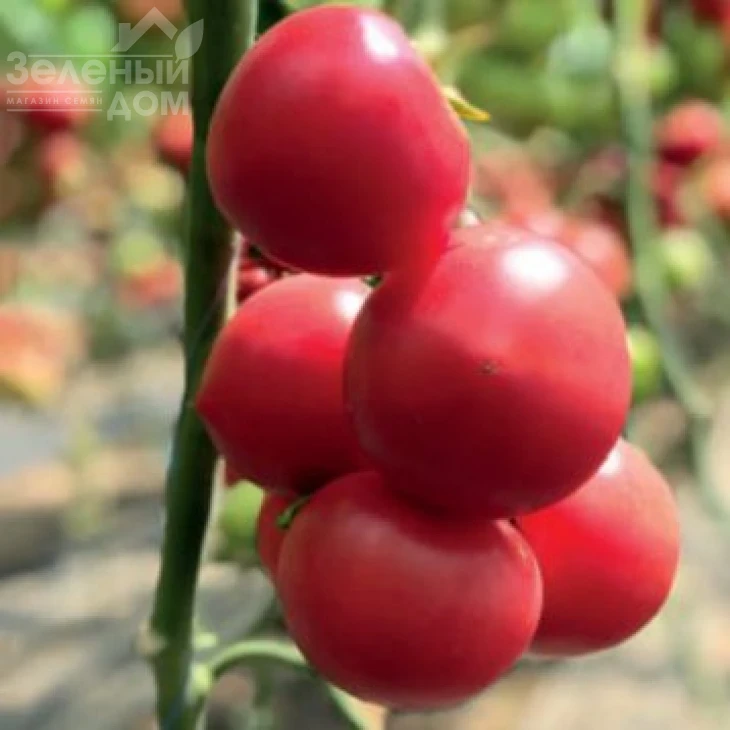 2676  F1 / 2676 F1 фото 1