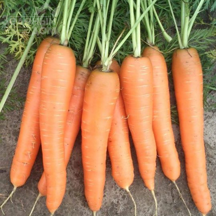 Престо F1 / Presto F1,70-75 днів фото 3