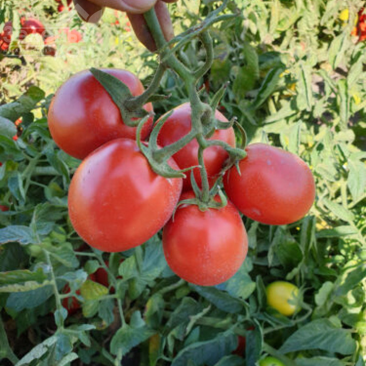 9969 F1 / 9969 F1, 105 днів фото 2