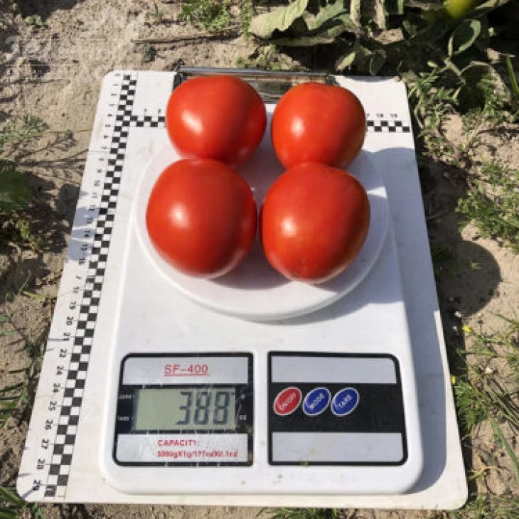 9969 F1 / 9969 F1, 105 дней фото 11